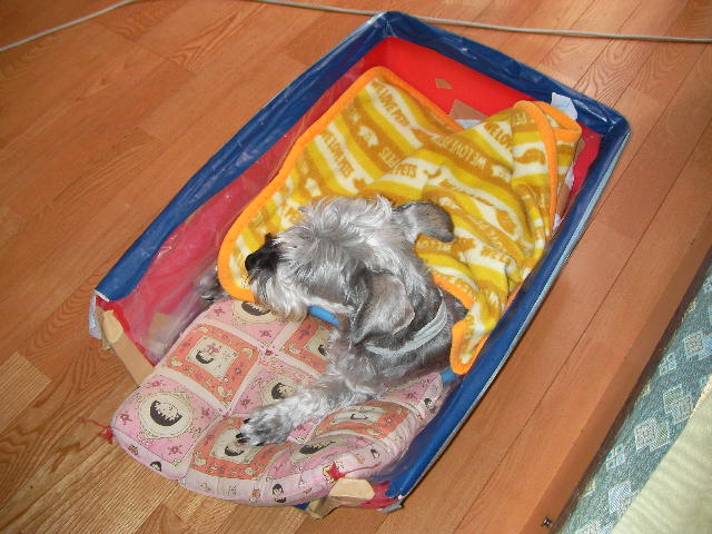 サクラが寝るとき 車椅子ワンコ 犬の車椅子大好きミニチュアシュナウザー